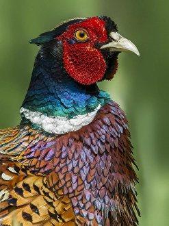 Common Pheasant Male Prints: Fazant; Common Pheasant; Phasianus colchicus