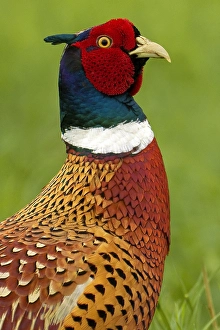European Game Birds Prints: Fazant, Common Pheasant, Phasianus colchicus