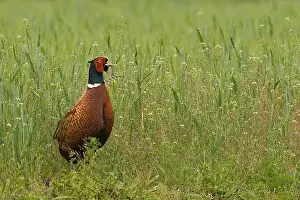 Game Bird Species Prints: Fazant, Common Pheasant, Phasianus colchicus