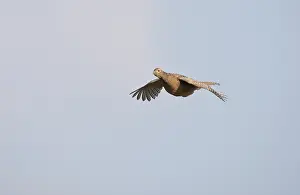 Bird In Flight Photo Prints: Fazant, Common Pheasant, Phasianus colchicus