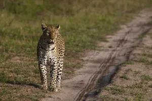 Panthera Pardus Images Prints: A female leopard, Panthera pardus