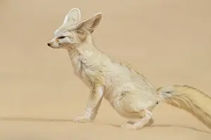 Sahara Desert Wildlife Prints: Fennec Fox, Vulpes zedra