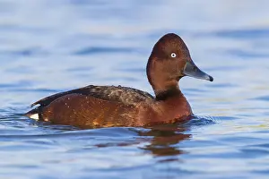 Ferruginous Duck Prints: Ferruginous Duck