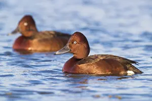 Ferruginous Duck Prints: Ferruginous Duck