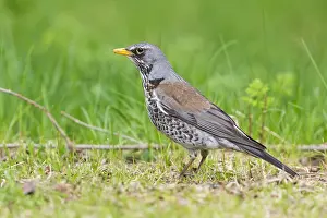 Birdwatching In Europe Prints: Fieldfare