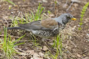 Fieldfare Bird Prints: Fieldfare