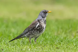 Birdwatching In Europe Prints: Fieldfare
