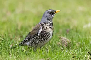 Fieldfare Bird Prints: Fieldfare