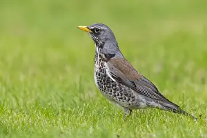 Fieldfare Bird Prints: Fieldfare