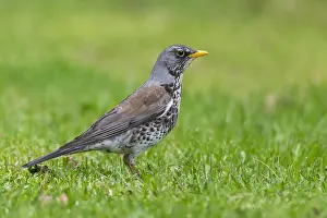Wildlife Photography Finland Prints: Fieldfare