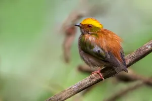 Peruvian Wildlife Photos Prints: Fiery-capped Manakin