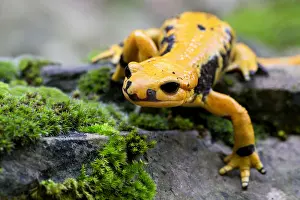 Nature Photography Italy Prints: Fire salamander