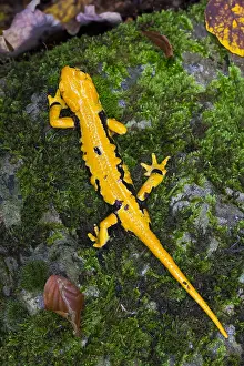 Fire Salamander Prints: Fire salamander