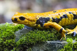Fire Salamander Print, Adult Close-up