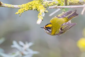 Firecrest Bird Prints: Firecrest, Regulus ignicapilla