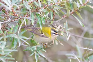 Firecrest Bird Prints: Firecrest, Regulus ignicapilla