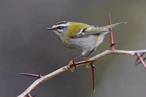 Firecrest Print: Regulus ignicapipllus perched on a thorny branch
