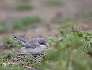Eastern European Bird Species Prints: First-winter Eastern Lesser Whitethroat type
