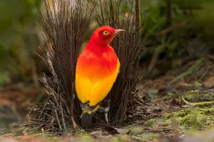 Island Nature Photography Prints: Flame Bowerbird, Sericulus ardens