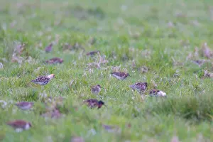 Spring Migration Birds Prints: Flock of Ruff in meadow
