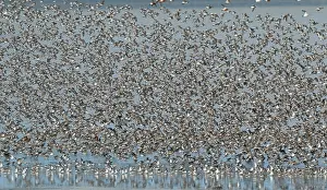 European Coastal Wildlife Prints: Flock of waders over the Waddensea