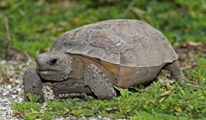 North American Reptiles Prints: Florida Gopher Tortoise (Gopherus polyphemus)