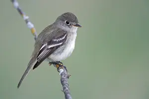 North American Birds Images Prints: Least Flycatcher