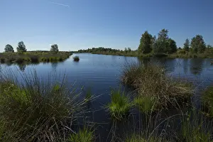 Images Dated 6th June 2014: Fochteloërveen Nature Reserve Print
