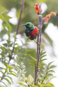 Forest Bird Species Prints: Forest Double-collared Sunbird, Cinnyris fuelleborni