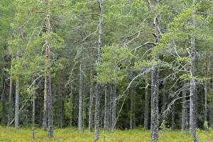 European Forest Landscape Prints: Forest in Finland