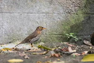 Caribbean Wildlife Images Prints: Forest Thrush, Turdus lherminieri