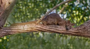 African Mammal Prints: Fossa, Cryptoprocta ferox