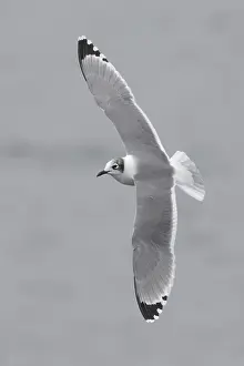 North America Bird Life Prints: Franklins Meeuw, Franklin's Gull, Leucophaeus pipixcan