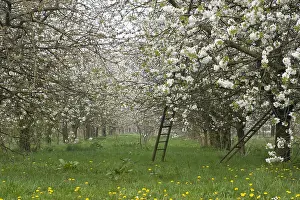 Fruit Tree Landscape Prints: Fruitbomen; Orchards