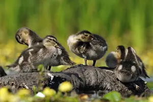 European Duck Species Prints: Gadwall, Anas strepera