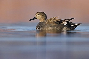 Waterfowl Bird Images Prints: Gadwall, Mareca strepera