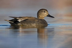 European Waterfowl Photos Prints: Gadwall, Mareca strepera