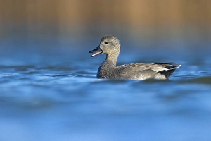 European Waterfowl Photography Prints: Gadwall, Mareca strepera