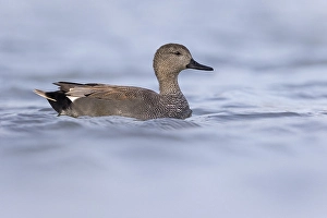 Waterfowl Bird Species Prints: Gadwall, Mareca strepera