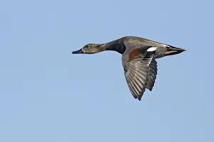Gadwall Bird Prints: Gadwall, Mareca strepera