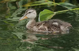 Outdoor Wildlife Photos Prints: Gadwall, Mareca strepera