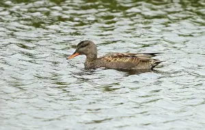 Images Dated 9th September 2020: First-winter male Gadwall Print