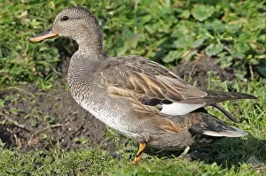 European Waterfowl Photography Prints: Gadwall, Mareca strepera
