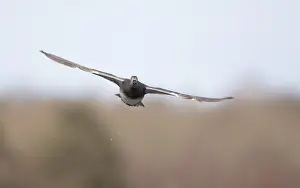 Wildlife In Flight Prints: Gadwall, Mareca strepera