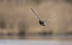 Outdoor Wildlife Photos Prints: Gadwall, Mareca strepera