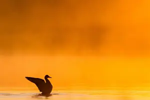 Gadwall Bird Prints: Gadwall, Mareca strepera