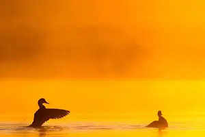Sunset Bird Photography Prints: Gadwall, Mareca strepera