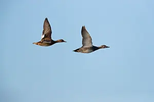 Gadwall Bird Prints: Gadwall (Mareca strepera)