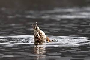 Gadwall Bird Prints: Gadwall (Mareca strepera)