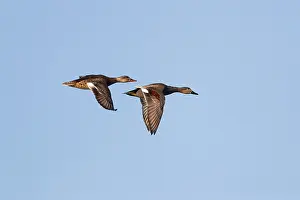 Birds In Flight Over Water Prints: Gadwall (Mareca strepera)
